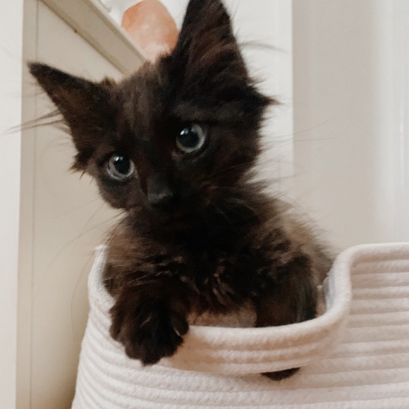 ✨ SALE ✨ - Picture 10 of 16